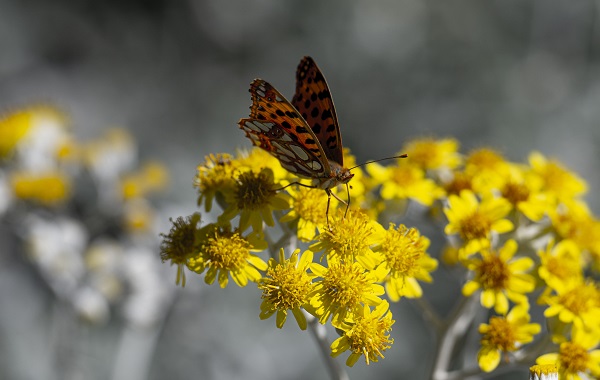 Foto - Kelebekler güzellikleriyle hayran bıraktı