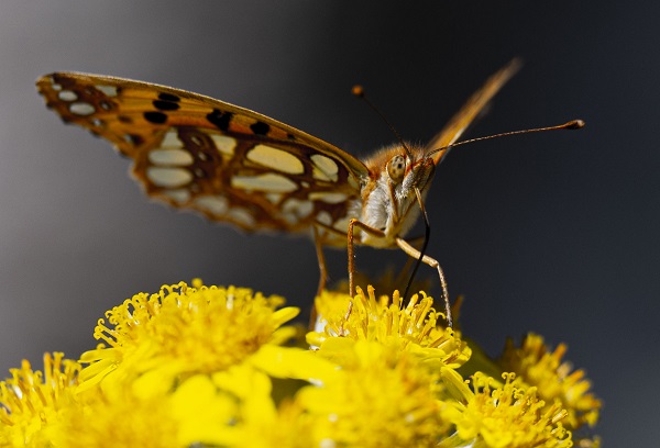 Foto - Kelebekler güzellikleriyle hayran bıraktı