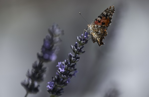 Foto - Kelebekler güzellikleriyle hayran bıraktı