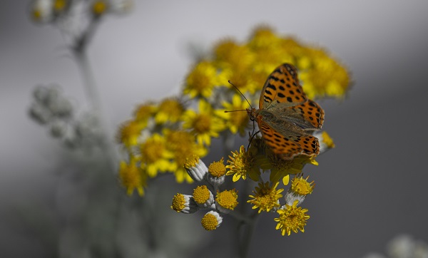 Foto - Kelebekler güzellikleriyle hayran bıraktı
