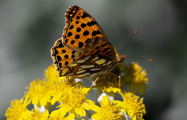 Foto - Kelebekler güzellikleriyle hayran bıraktı