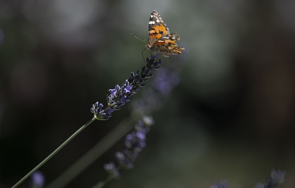 Foto - Kelebekler güzellikleriyle hayran bıraktı