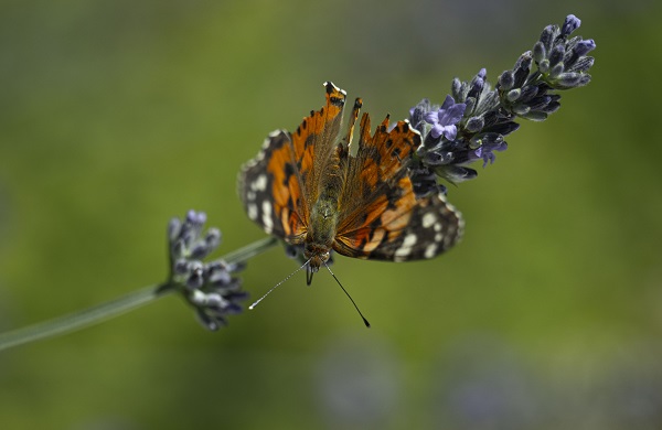 Foto - Kelebekler güzellikleriyle hayran bıraktı