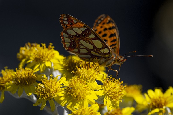 Foto - Kelebekler güzellikleriyle hayran bıraktı