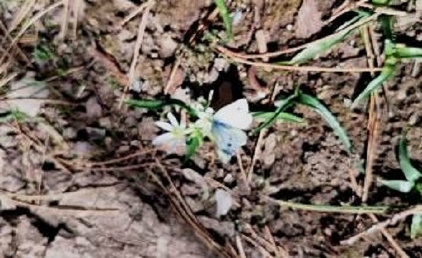 Foto - Kelebekler o nehrin kıyısını mesken edindi! 