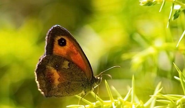 Foto - Kelebekler o nehrin kıyısını mesken edindi! 