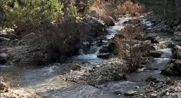 Foto - Kelebekler o nehrin kıyısını mesken edindi! 