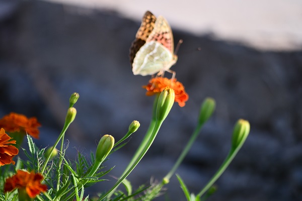 Foto - Kelebekler son günlerini yaşıyor