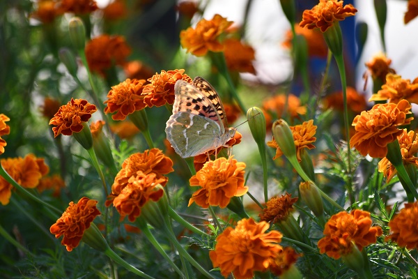 Foto - Kelebekler son günlerini yaşıyor