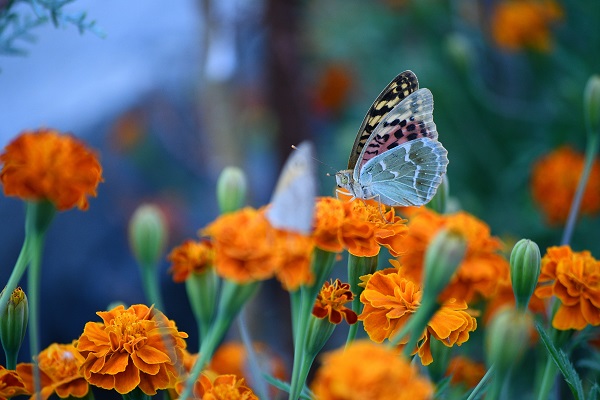 Foto - Kelebekler son günlerini yaşıyor