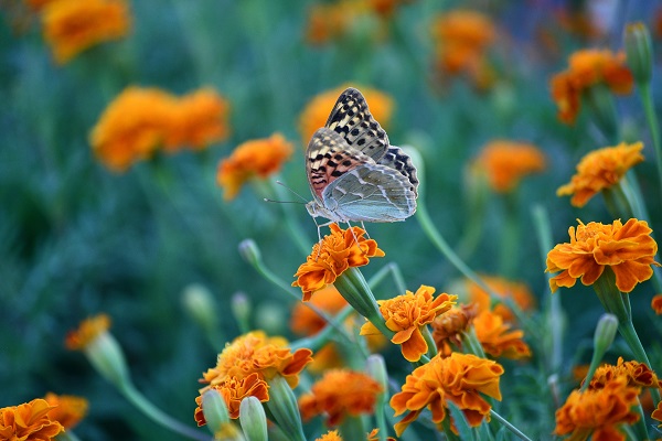 Foto - Kelebekler son günlerini yaşıyor