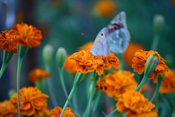 Foto - Kelebekler son günlerini yaşıyor