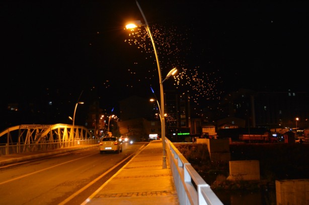 Foto - 'Kelebeklerin ölüm dansı' Ardahan'da görüntülendi!