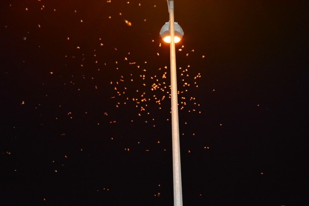 'Kelebeklerin ölüm dansı' Ardahan'da görüntülendi!