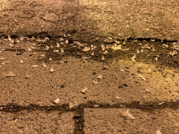 Foto - 'Kelebeklerin ölüm dansı' Ardahan'da görüntülendi!