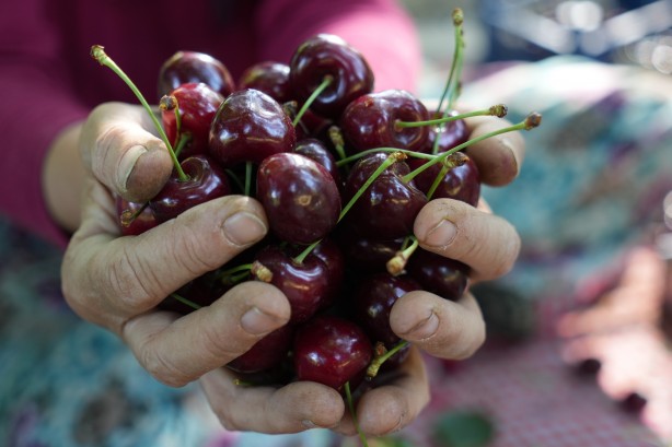 Foto - Keles kirazında 22 bin ton rekolte bekleniyor! Son hasat yüzleri güldürdü