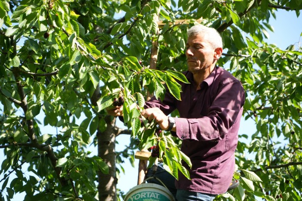 Foto - Keles kirazında 22 bin ton rekolte bekleniyor! Son hasat yüzleri güldürdü