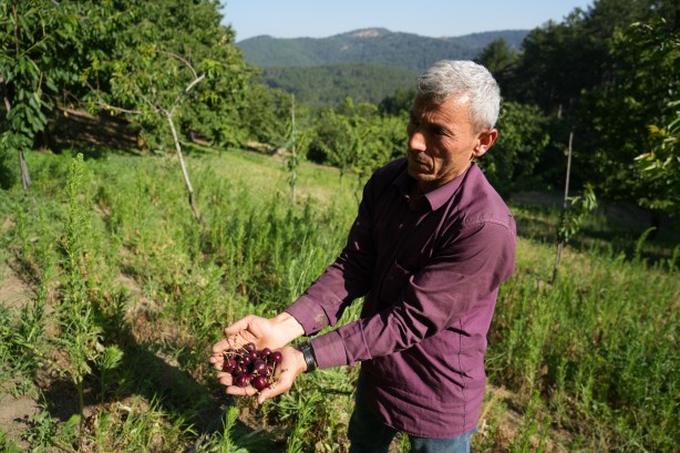 Foto - Keles kirazında 22 bin ton rekolte bekleniyor! Son hasat yüzleri güldürdü