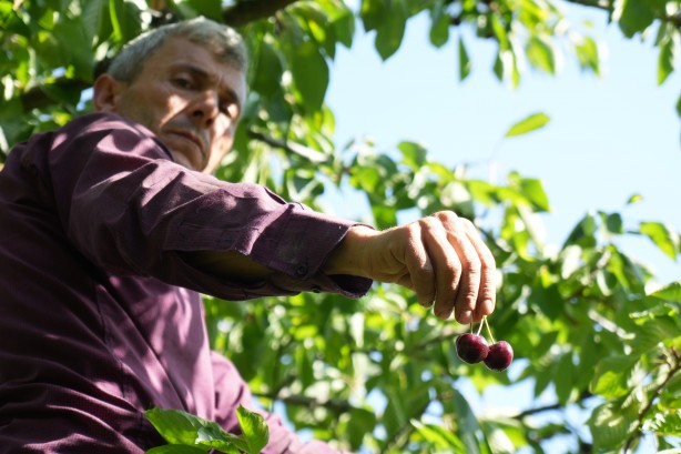 Foto - Keles kirazında 22 bin ton rekolte bekleniyor! Son hasat yüzleri güldürdü