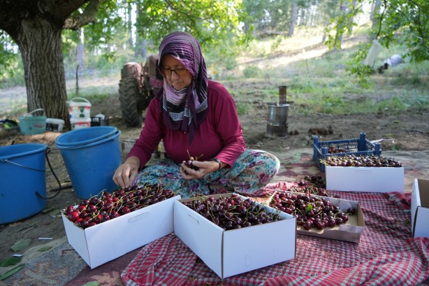 Foto - Keles kirazında 22 bin ton rekolte bekleniyor! Son hasat yüzleri güldürdü