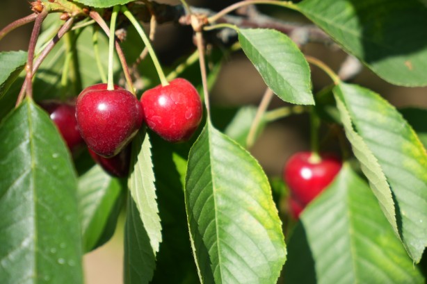 Foto - Keles kirazında 22 bin ton rekolte bekleniyor! Son hasat yüzleri güldürdü