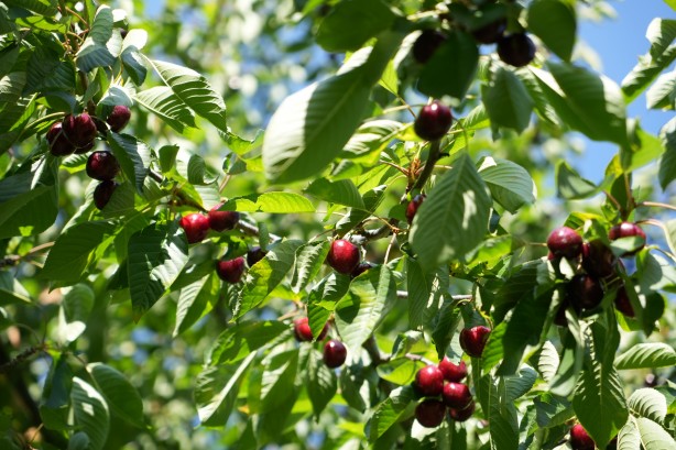 Foto - Keles kirazında 22 bin ton rekolte bekleniyor! Son hasat yüzleri güldürdü
