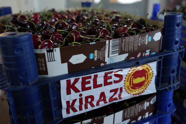 Foto - Keles kirazında 22 bin ton rekolte bekleniyor! Son hasat yüzleri güldürdü