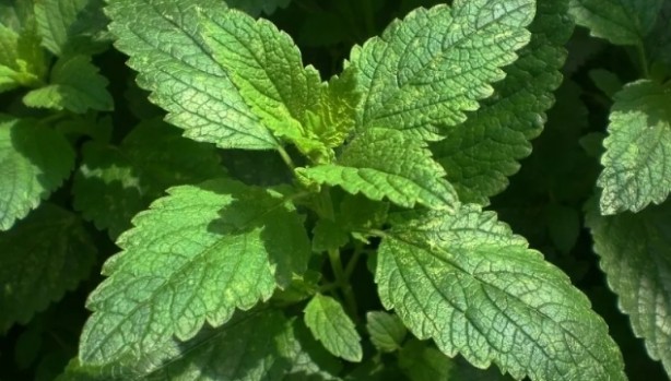 Foto - Kellik için birebir! Günde 1 fincan yetiyor