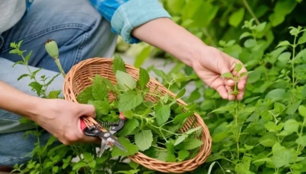 Foto - Kellik için birebir! Günde 1 fincan yetiyor