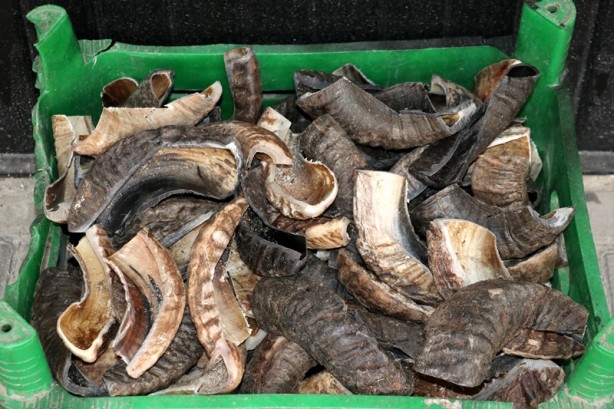 Kemik tarakçılığını yaşatmaya çalışıyor