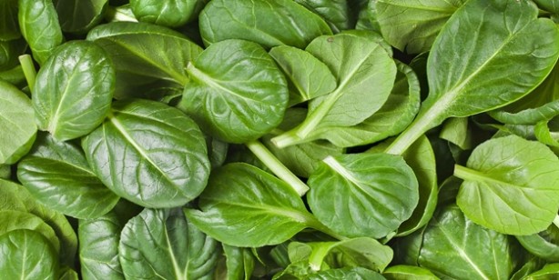 Foto - Kemik ve diş sağlığı için kalsiyum zengini en iyi 13 gıda