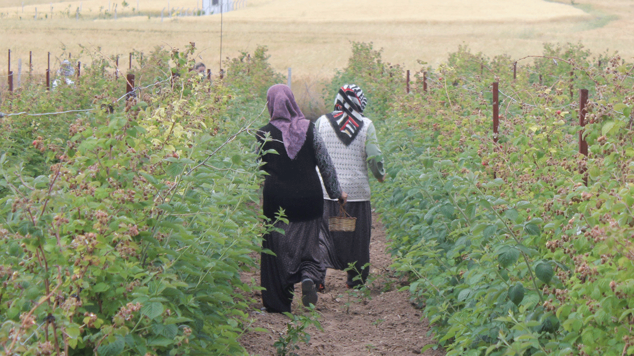 Foto - Kendi elleriyle topluyorlar: Hobi olarak başladı şimdi paraya para demiyor!
