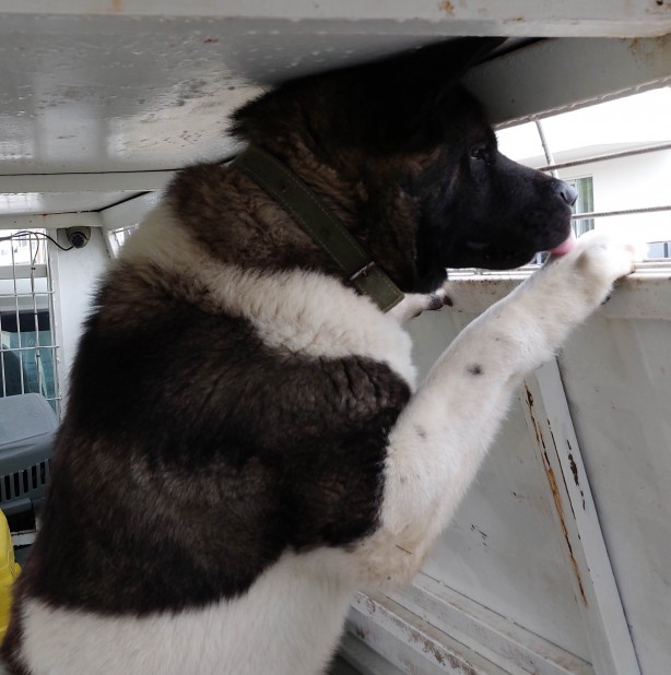 Foto - Kendi köpeklerinin saldırısına uğradılar!