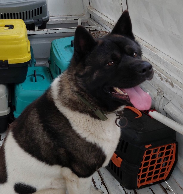 Kendi köpeklerinin saldırısına uğradılar!