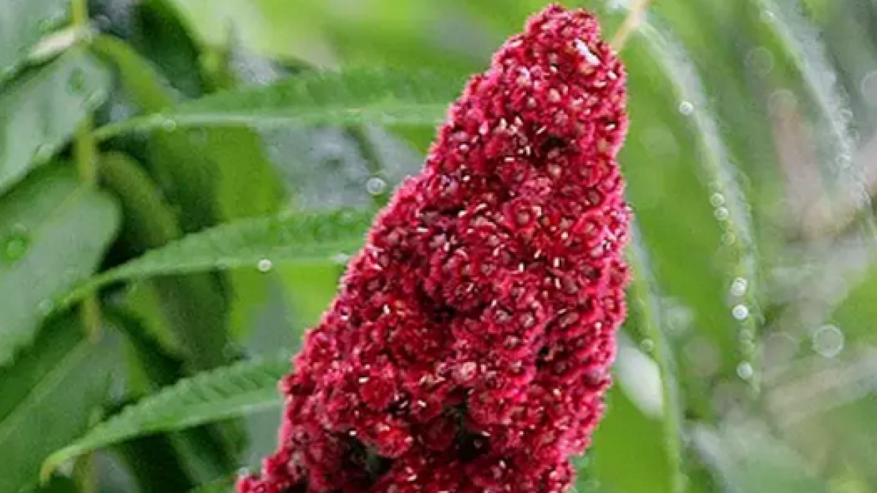 Foto - Kendi küçük faydası büyük sumak ve faydaları hakkında bilmedikleriniz (Sumak çayı nasıl yapılır?)