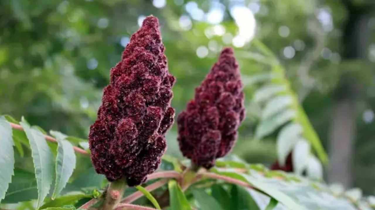 Foto - Kendi küçük faydası büyük sumak ve faydaları hakkında bilmedikleriniz (Sumak çayı nasıl yapılır?)