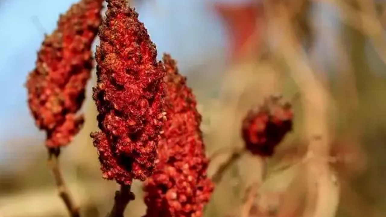 Foto - Kendi küçük faydası büyük sumak ve faydaları hakkında bilmedikleriniz (Sumak çayı nasıl yapılır?)