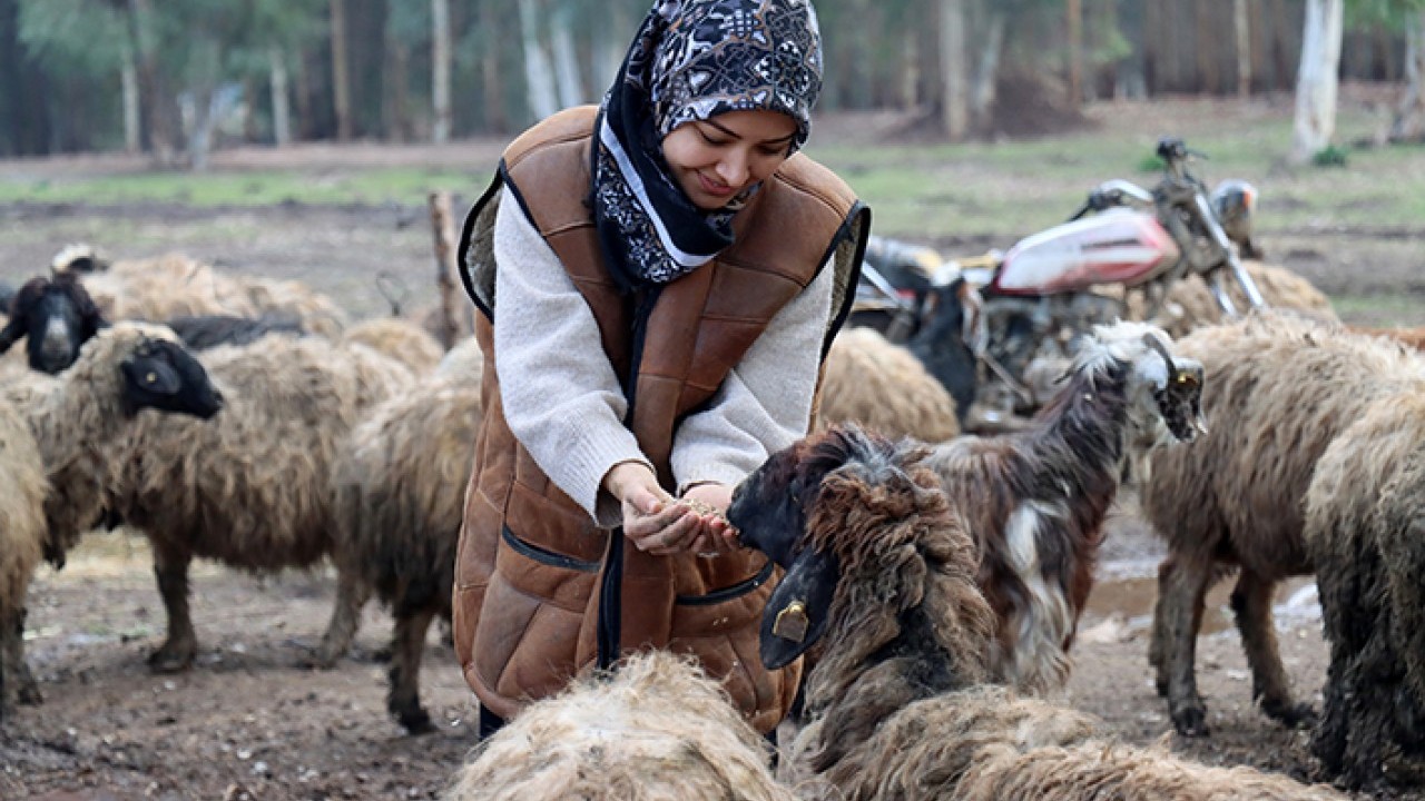 Kendi sürüsüne çobanlık yapıyor DepremLe kaybettiğini destekle kazandı