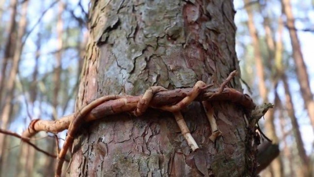 Foto - Kendi yaptığı ilkel malzemelerle bakın ne inşa etti!