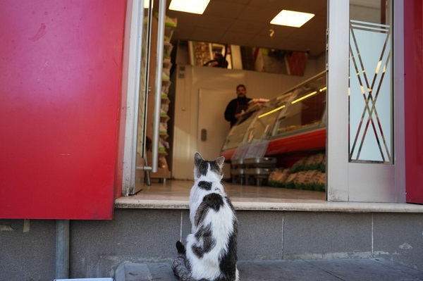 Foto - Kendi yemedi yavrularını düşündü! O kedi bakın nasıl ödülünü aldı