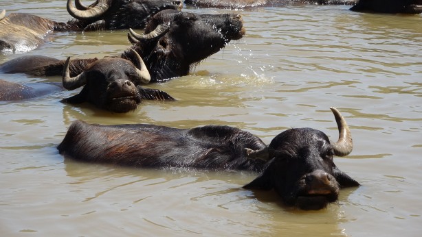 Foto - Kendilerini balık sanıyorlar! Türkiye’de Afrika’yı aratmayan görüntüler