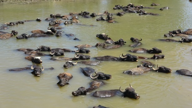 Foto - Kendilerini balık sanıyorlar! Türkiye’de Afrika’yı aratmayan görüntüler