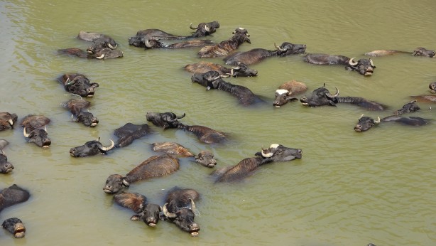 Foto - Kendilerini balık sanıyorlar! Türkiye’de Afrika’yı aratmayan görüntüler