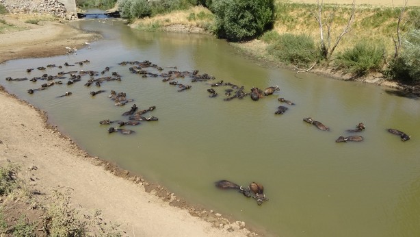 Foto - Kendilerini balık sanıyorlar! Türkiye’de Afrika’yı aratmayan görüntüler