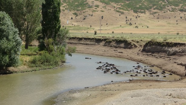 Foto - Kendilerini balık sanıyorlar! Türkiye’de Afrika’yı aratmayan görüntüler