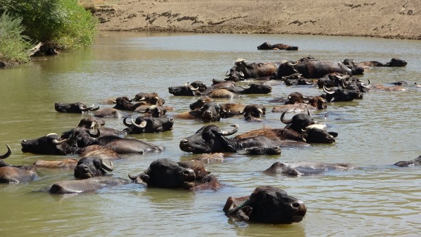 Foto - Kendilerini balık sanıyorlar! Türkiye’de Afrika’yı aratmayan görüntüler