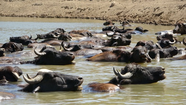 Foto - Kendilerini balık sanıyorlar! Türkiye’de Afrika’yı aratmayan görüntüler