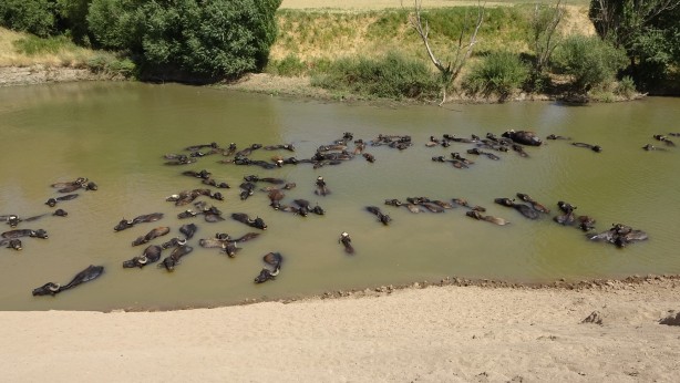 Kendilerini balık sanıyorlar! Türkiye’de Afrika’yı aratmayan görüntüler
