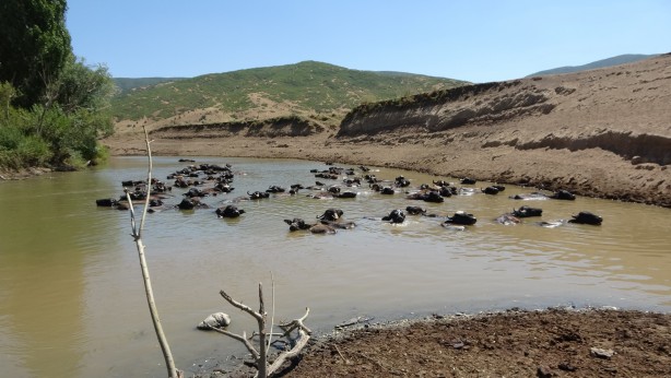 Foto - Kendilerini balık sanıyorlar! Türkiye’de Afrika’yı aratmayan görüntüler