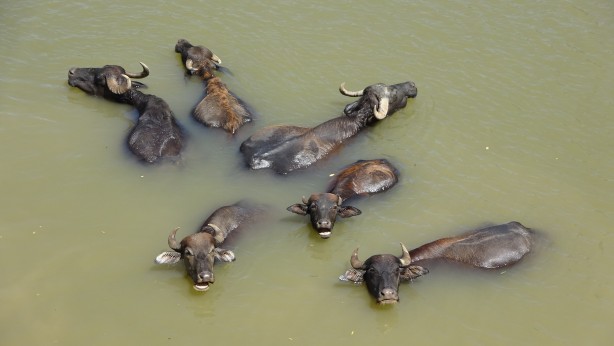 Foto - Kendilerini balık sanıyorlar! Türkiye’de Afrika’yı aratmayan görüntüler